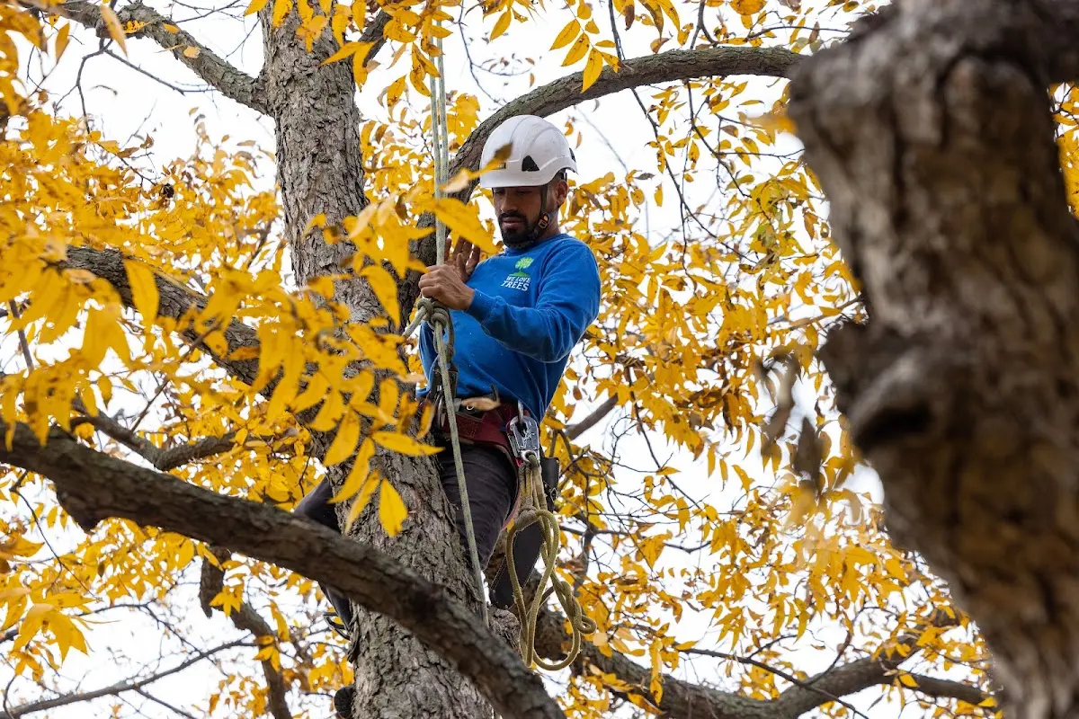 Skilled Tree Trimming crew working in Grant